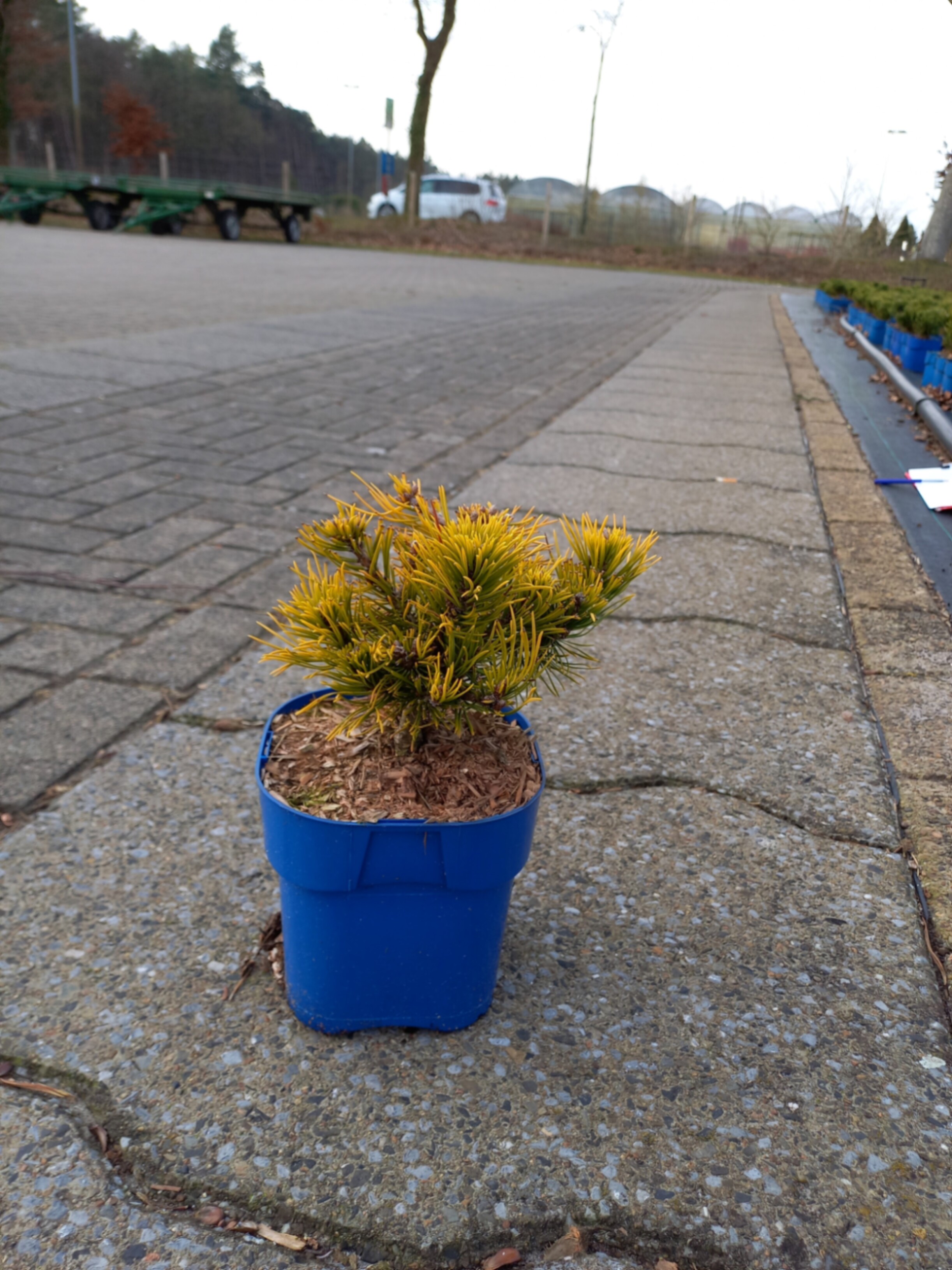 Сосна горная Карстенс Винтер Голд